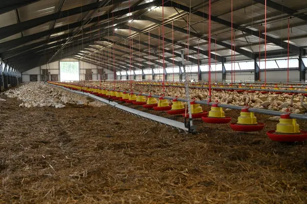 Influenza : comment la filière canards gras s’adapte à la baisse de densité