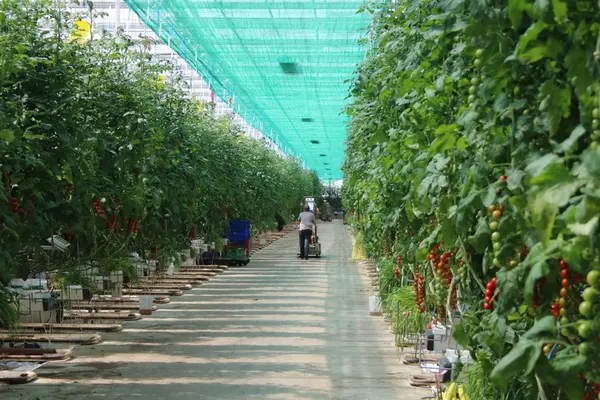 Sécheresse, gaz cher: quels effets sur les serres