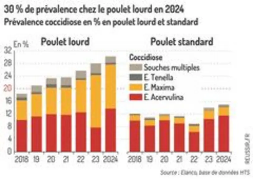 30 % de prévalence chez le poulet lourd en 2024 - Prévalence coccidiose en % en poulet lourd et standard