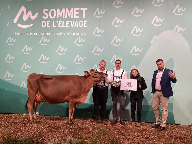 Tétropbell vache Jersiaise