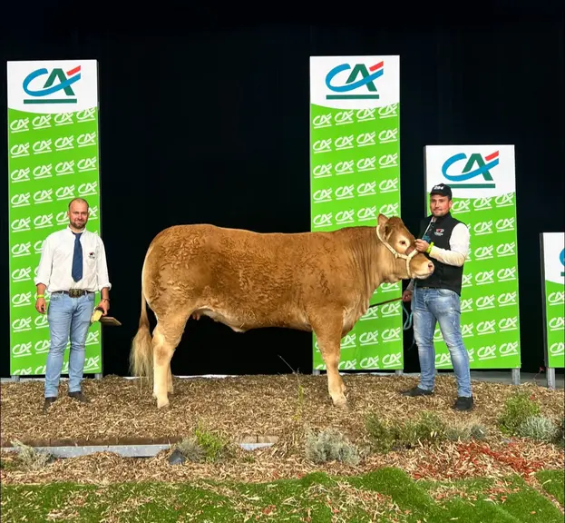 concours national limousin