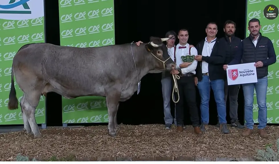 Bazadaise concours sommet elevage 2026