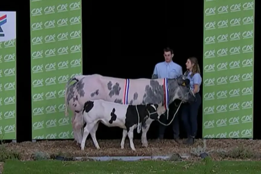Blanc Bleu concours sommet de l'élevage