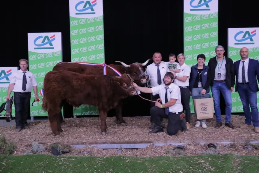 concours Salers sommet de l'élevage 2026