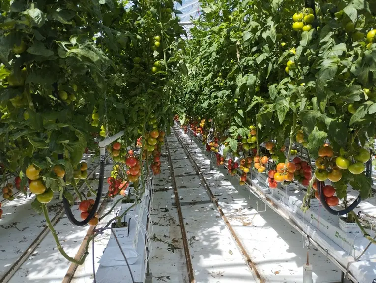 Serre de production de tomates hors sol à l'EARL Crest de Vaulx, en Haute Savoie