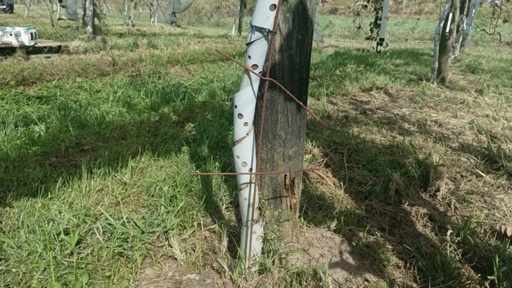 <em class="placeholder">Un Arbofer installé contre les chevreuils, c'est-à-dire une structure métallique, ainsi qu'une protection contre les lapins, en blanc, qui entoure le tronc, sur un jeune ...</em>