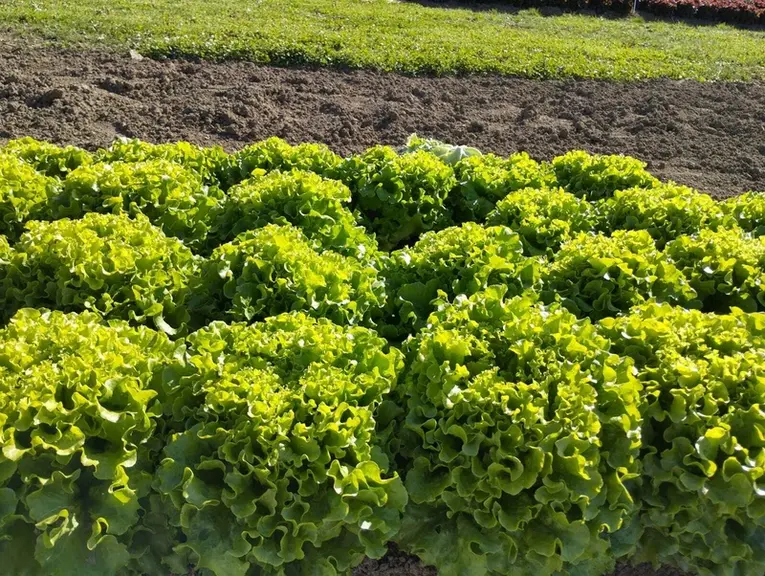 salade batavia cortizone proposée par Vilmorin Mikado résistante au corky root