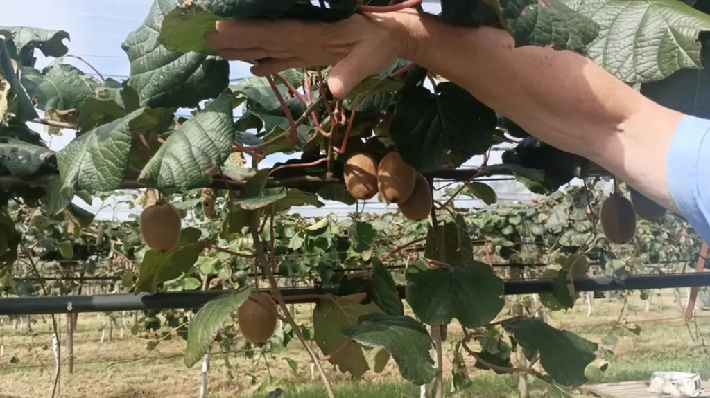 <em class="placeholder">Des kiwis ans le verger de François Lafitte, dans les Landes, avec la main du producteur dégageant les larges feuilles pour laisser voir les kiwis. </em>