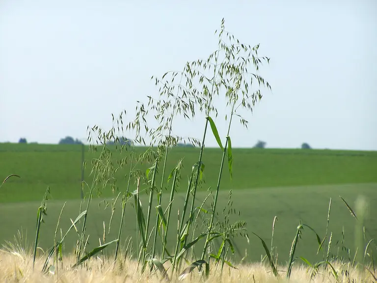 <em class="placeholder">Adventices des cultures . Folle avoine dans un champ d'orge . Mauvaises herbes des cÃ©rÃ©ales .</em>