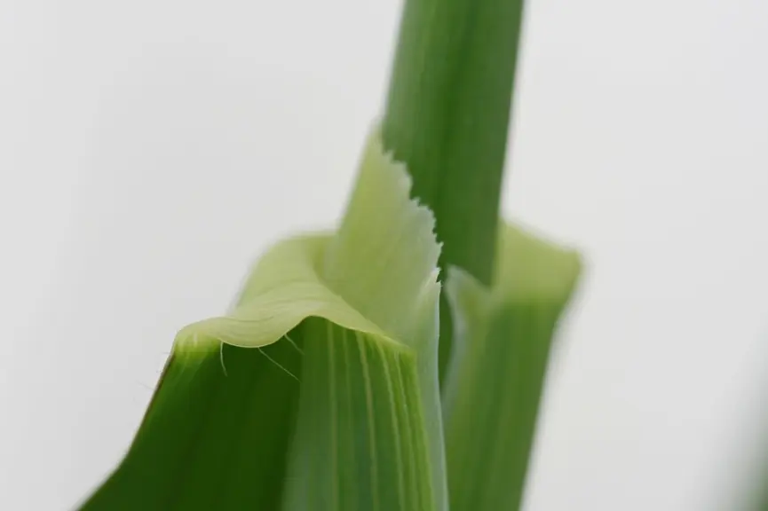 <em class="placeholder">La ligule est finement et régulièrement dentée et il n'y a pas d'oreillette..</em>