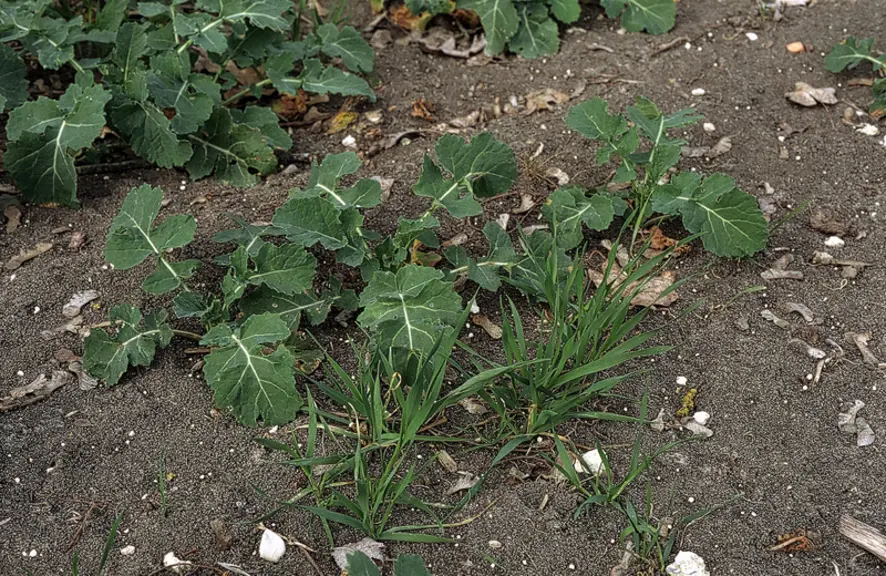 <em class="placeholder">Cultures / colza / adventice monocotylédone / folle avoine / avena fatua</em>