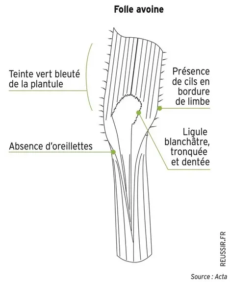 <em class="placeholder">Schéma - Folle avoine</em>