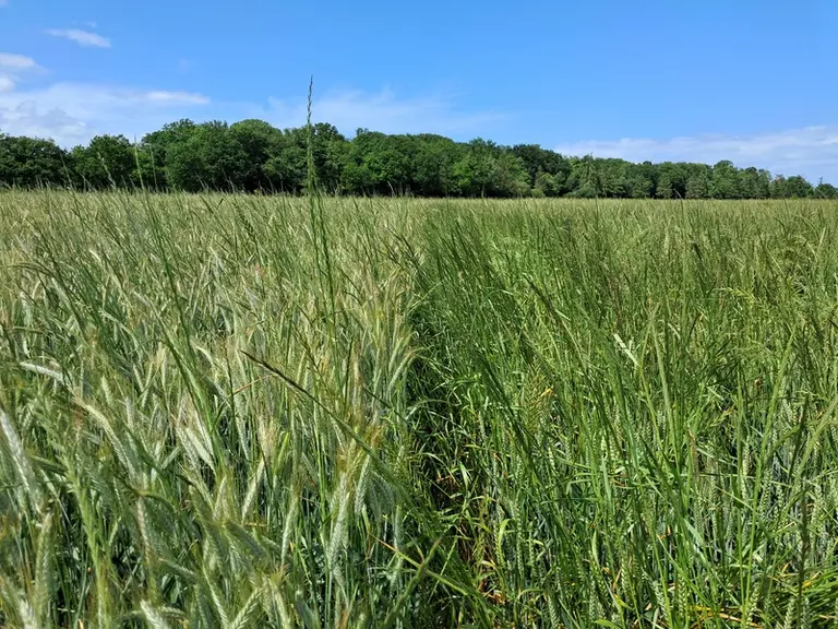 <em class="placeholder">Comparaison de la pression en ray-grass entre un blé et un triticale dans la même parcelle</em>