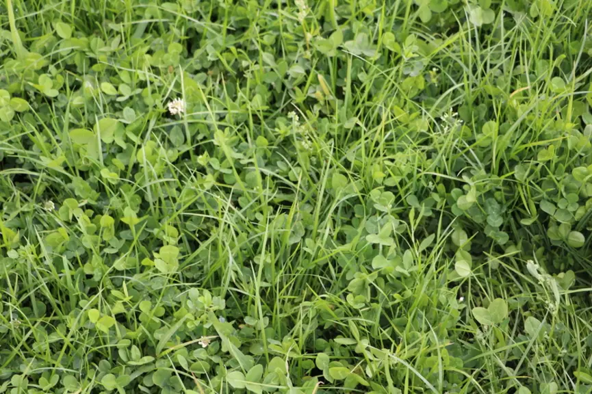 <em class="placeholder">prairie d'un an semé avec un mélange trèfles/graminées- avril- sarthe</em>