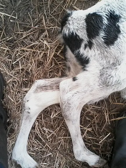 <em class="placeholder">Veau atteint d'arthrogrypose</em>