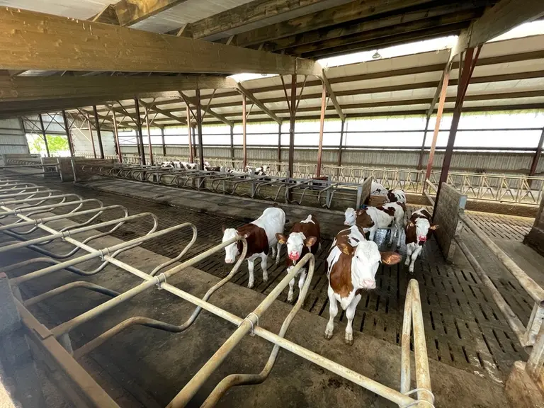 génisses montbéliardes en stabulation logettes caillebotis
