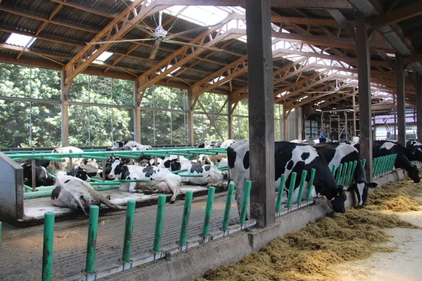 stabulation des vaches laitières du Gaec du Coadic dans le Finistère
