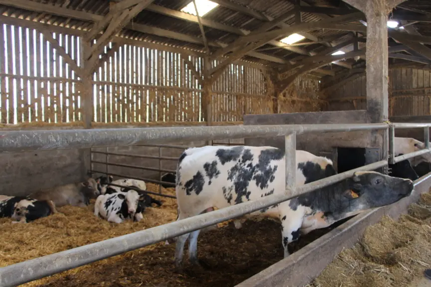 animaux croisés lait et viande, engraissés pour une valorisation viande