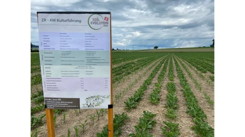 <em class="placeholder">Association maïs et betterave à sucre (Swiss No Till). Cette photo prise le 3 juin 2026 dans le secteur de Bern (Suisse) présente pour la 3ème année consécutive, un ...</em>