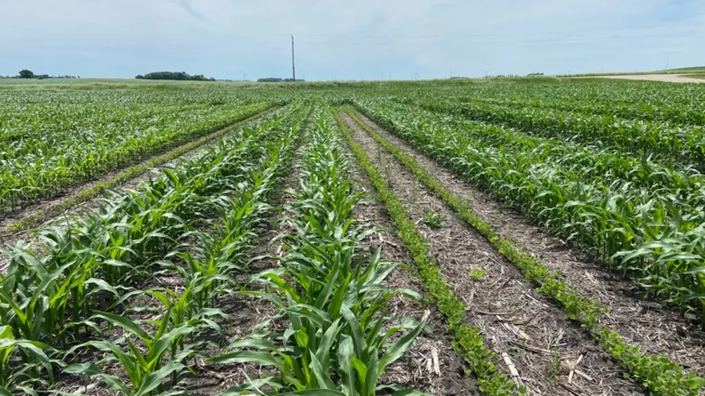 <em class="placeholder">USA (Iowa) : maïs et soja conduits sous une forme de corridor solaire. Hormis les questions de désherbage résolues avec des variétés résistantes à la même molécule, ...</em>