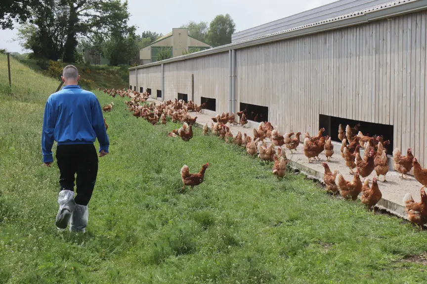 éleveur devant des poules pondeuses en plein air