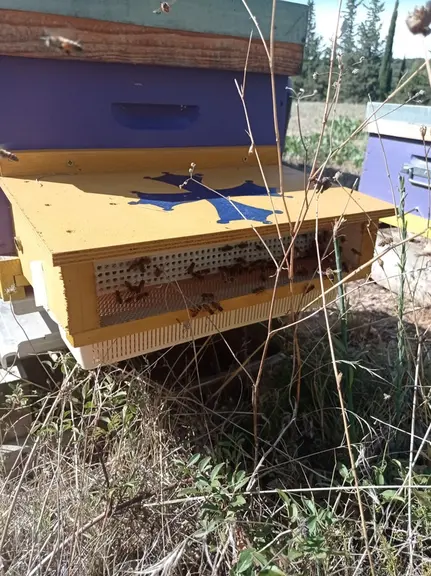 Ruche équipée d’une trappe à pollen pour permettre le suivi des rentrées de pollen sur la période septembre 2021-février 2022, à Montpeyroux (34).
