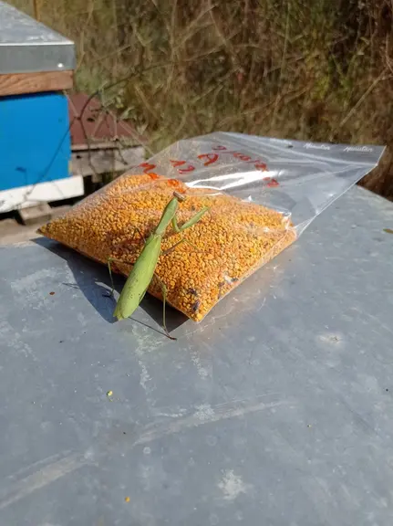 Echantillon de pollen collecté début octobre 2021 sur un rucher en milieu viticole (Popian, Hérault). Les pollens dominants sont issus de lierre, faus