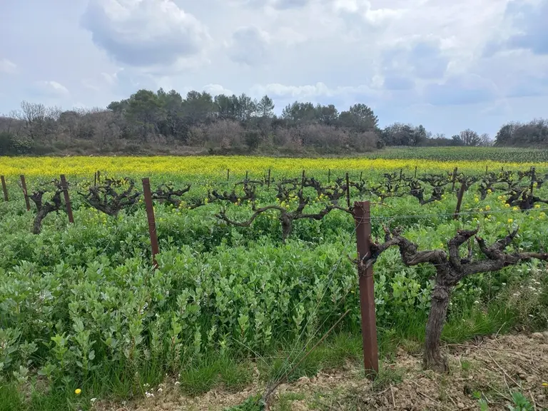Parcelle de vigne fin mars 2022 avec interrangs semés avec un mélange à dominante féverole, et jachère semée en moutarde en arrière-plan (Saint-Césair