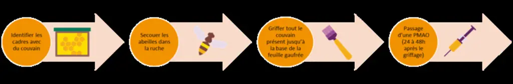 bloc 3 : Le retrait de couvain par la méthode du griffage en 4 temps.