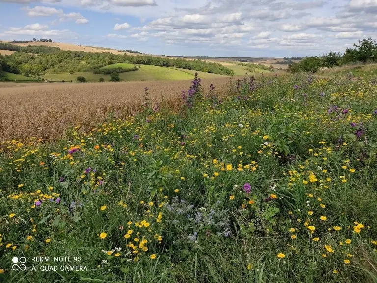 Bande fleurie mise en place sur le territoire du projet R2D2 pour favoriser les régulations biologiques.