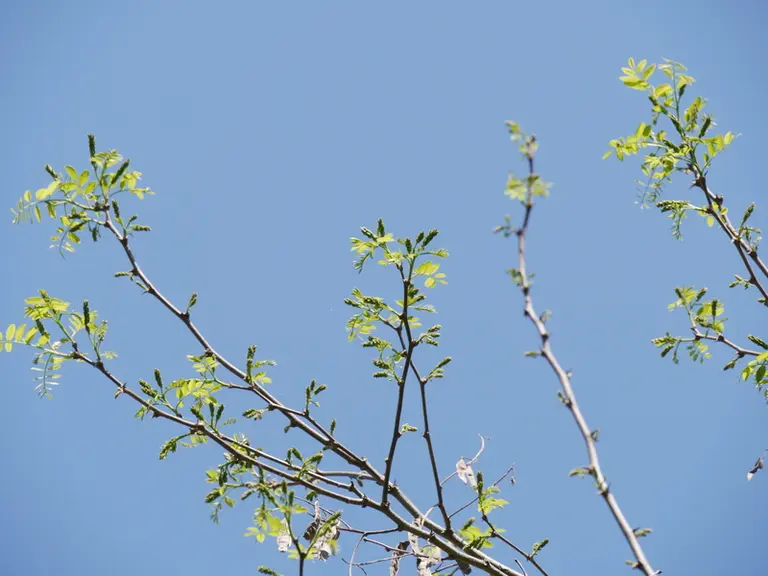 Bourgeons d'acacia intacts