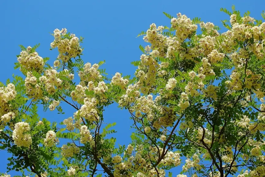 Fleurs d'acacia