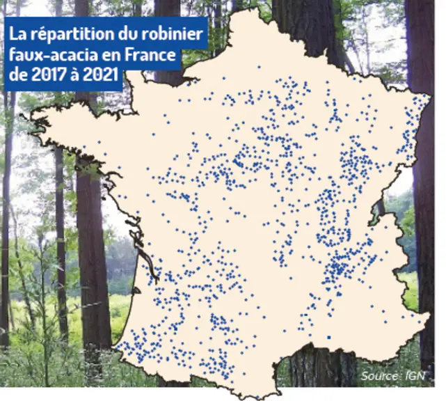 Population du robinier faux-acacia en France. Données relevées de 2017 à 2021