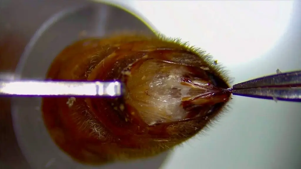 Présentation de la reine afin de faire apparaître l'entrée de l'oviducte au milieux du vestibule vaginale.