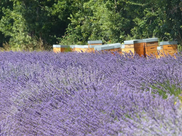 Rucher au champ de lavande.