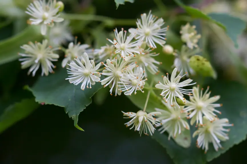 Fleurs de tilleul.