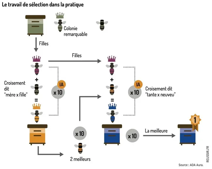 La force du collectif pour sélectionner un cheptel adapté