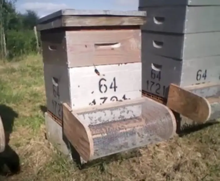 Ruche équipée d’une muselière grillagée.