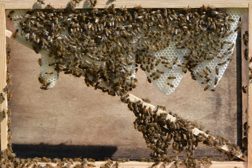 Le cadre à jambage favorise la production de nouveaux rayons par les abeilles. Sur notre photo, trois jours après leur introduction, les abeilles ont