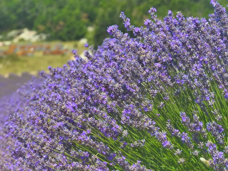 Portées par le changement climatique, de nouvelles régions bleuissent leurs paysages agricoles.
