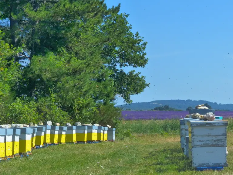 Les zones historiques de production de lavande et lavandin se situent majoritairement en Provence