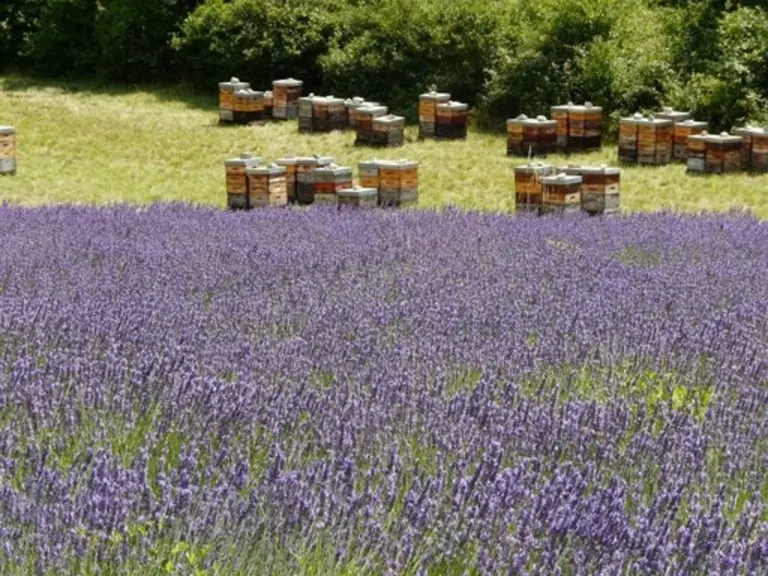JL Broncard - Apiculteurs en Provence