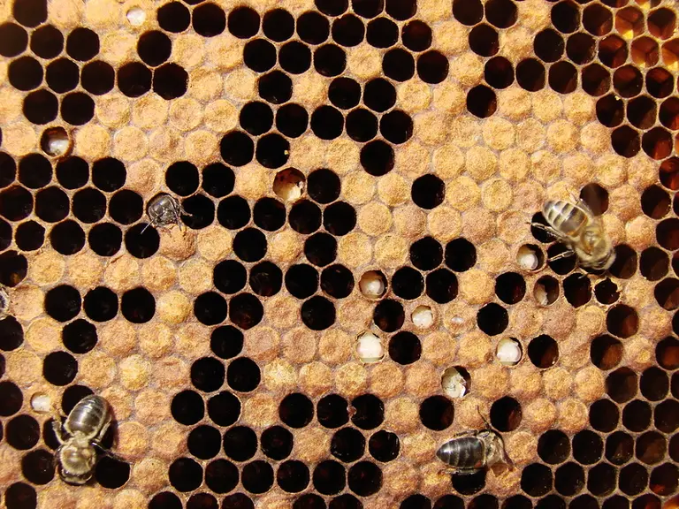 Un exemple de couvain attaqué par le varroa.
