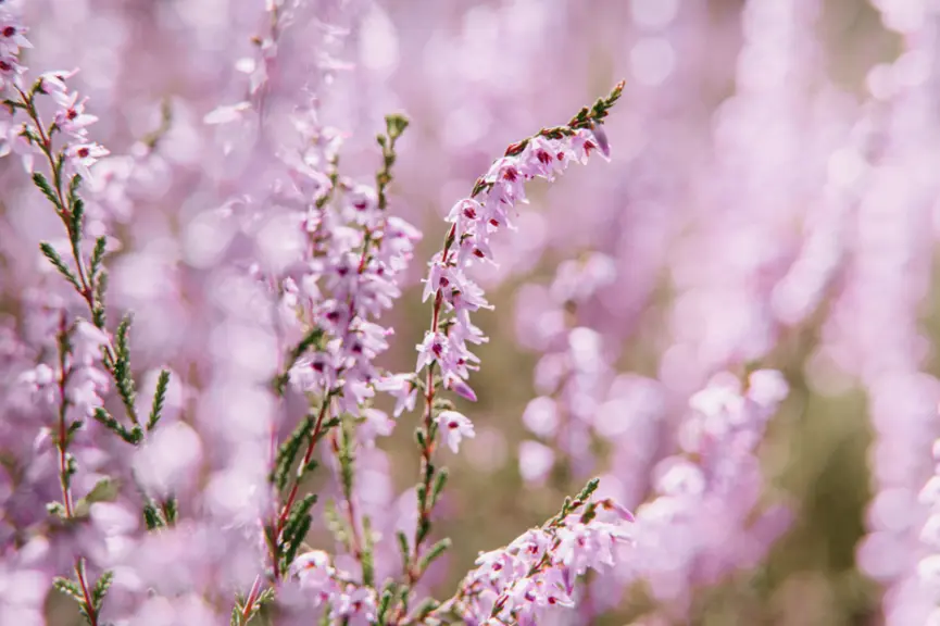 La floraison est tardive, elle s’étale de fin août à octobre selon les régions