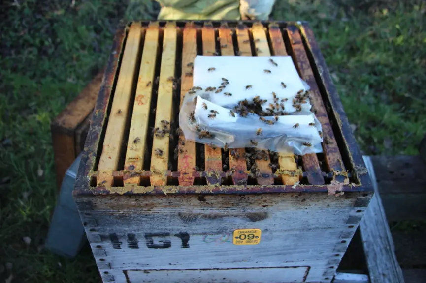 Il est possible de nourrir ses abeilles avec du candi.