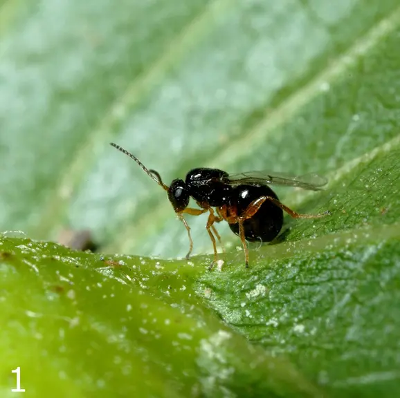 Cynips du châtaignier