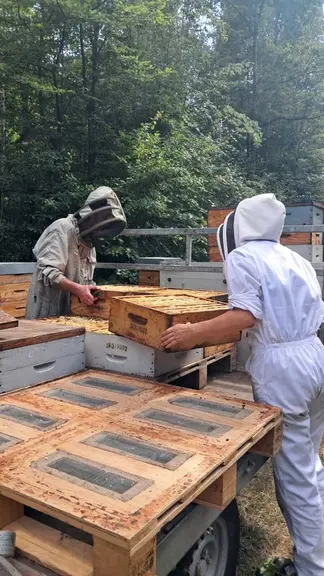 Récolte du miel de tilleul dans l'Aisne, en juillet 2025