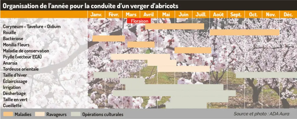 Abricotier et pollinisation : les clés d’une cohabitation maîtrisée