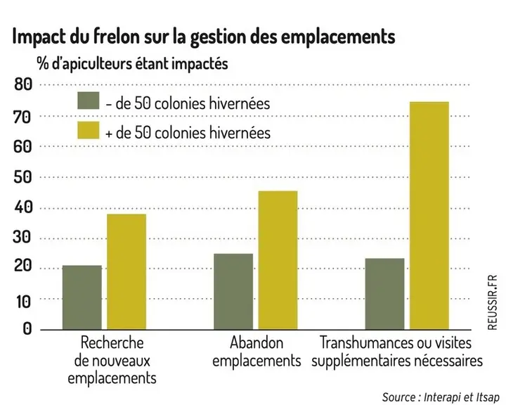 Impact du frelon sur la gestion des emplacements