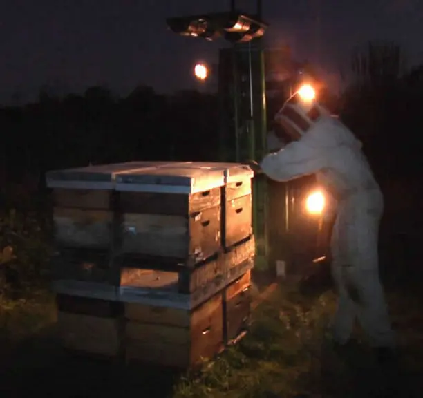 La transhumance de nuit faite sous forte lumière est susceptible de dérégler le cycle naturel des abeilles.